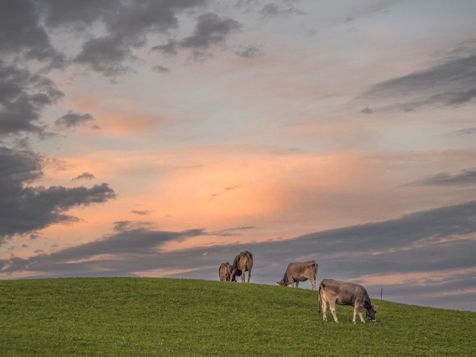 Cattle grazing at Kings Prime Farms