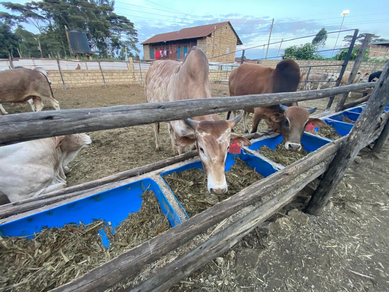 Evening feed