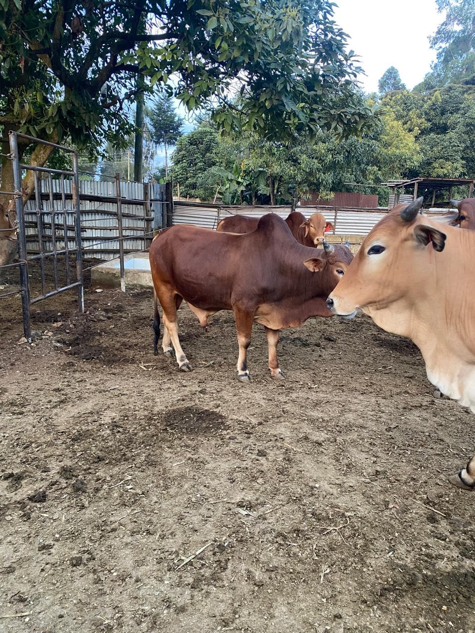 Trough close