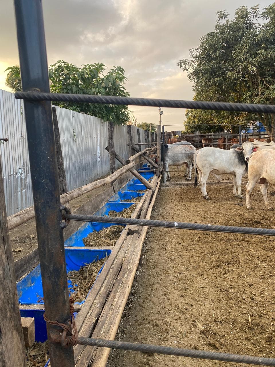 Boran, Sahiwal & crossbred