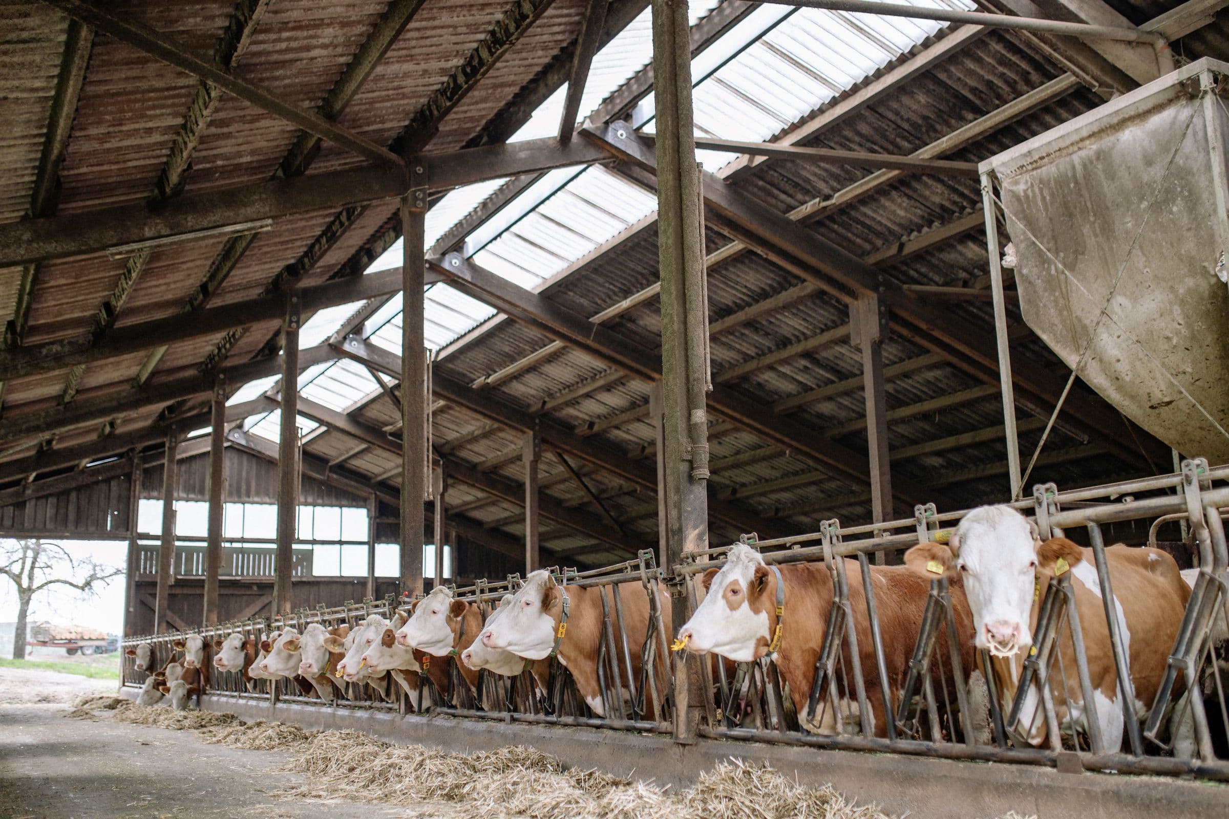 Inside a professionally managed feedlot